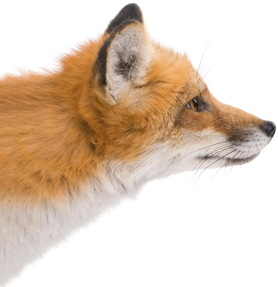 Profilansicht eines Rotfuchses mit orangefarbenem Fell und spitzen Ohren auf weißem Hintergrund.